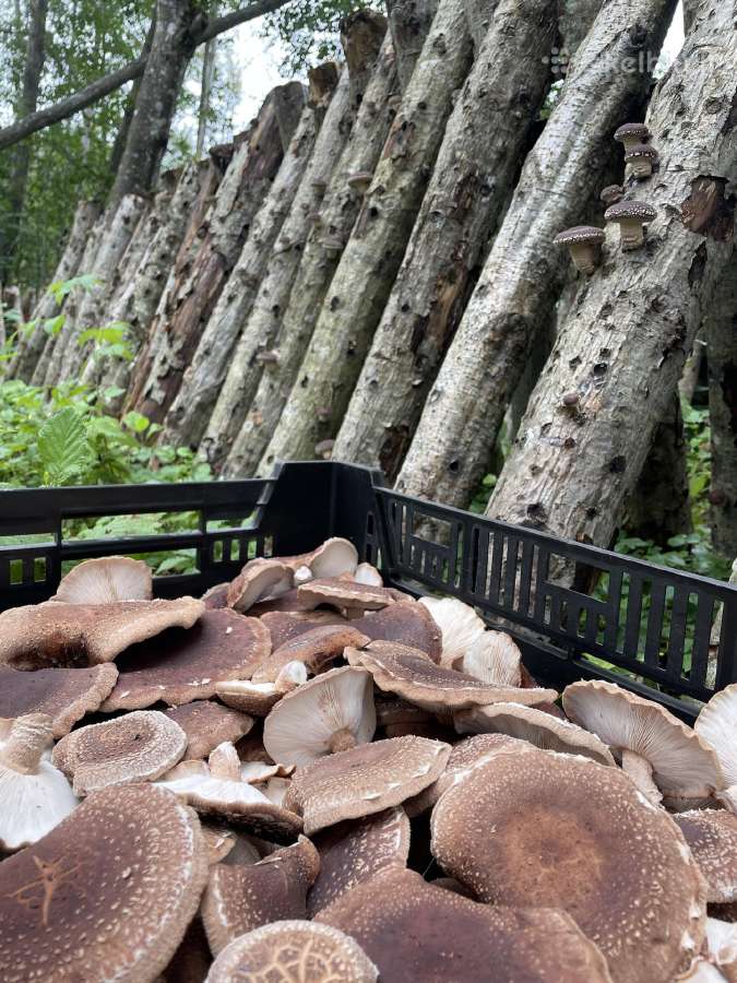 Lauke auginti šitake/shiitake grybai - nuotraukos Nr. 2