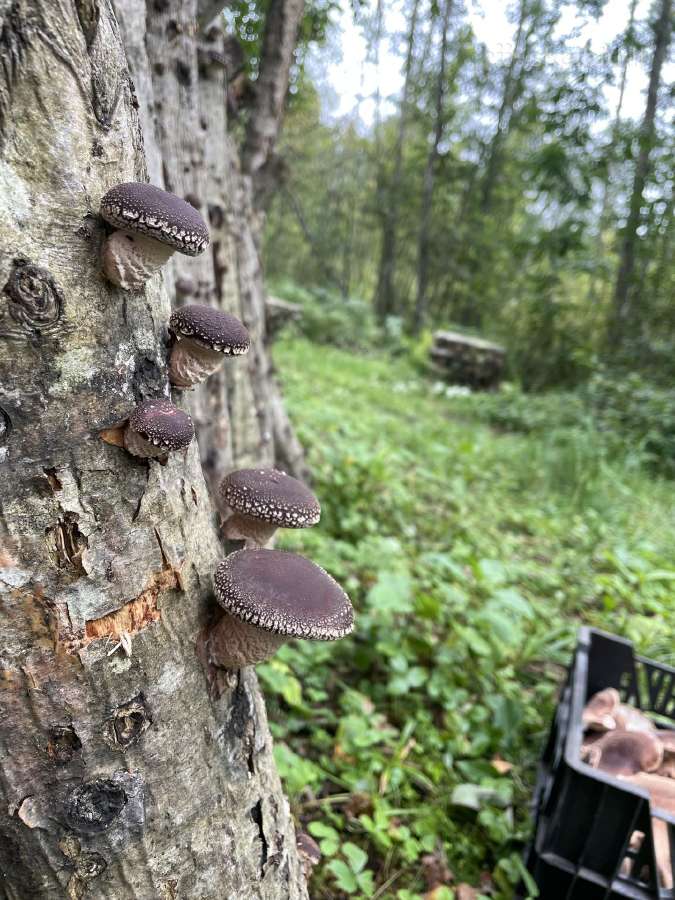 Lauke auginti šitake/shiitake grybai - nuotraukos Nr. 3