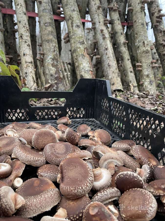 Lauke auginti šitake/shiitake grybai - nuotraukos Nr. 5