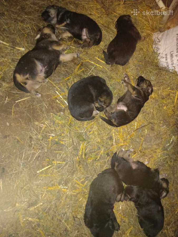 Vokiečių aviganiai - nuotraukos Nr. 5