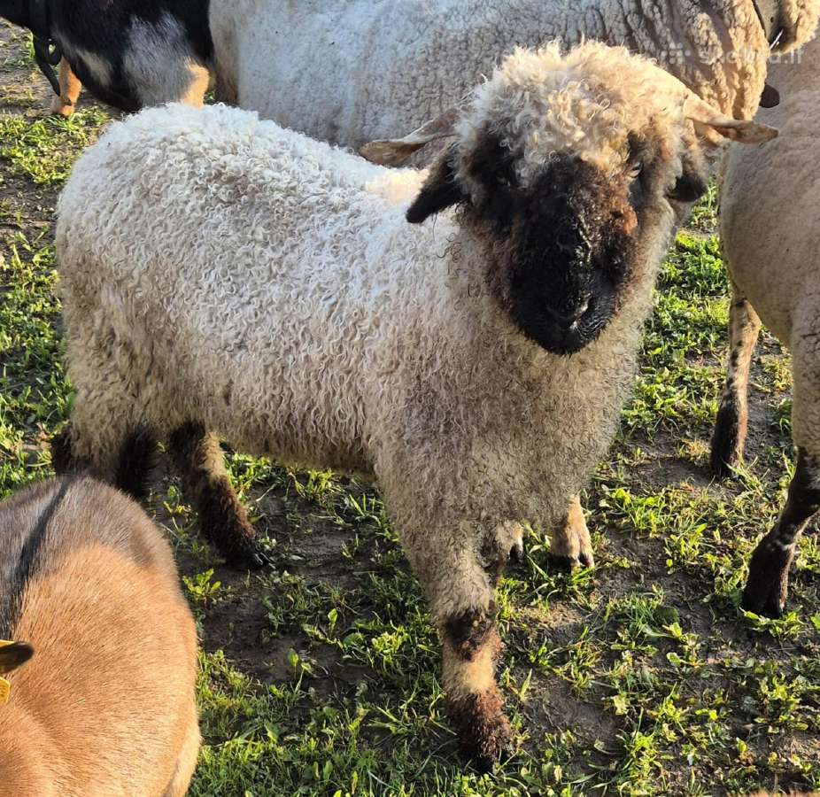 Šveicarų Valų Juodanosių / Valais blacknose sheep - nuotraukos Nr. 2