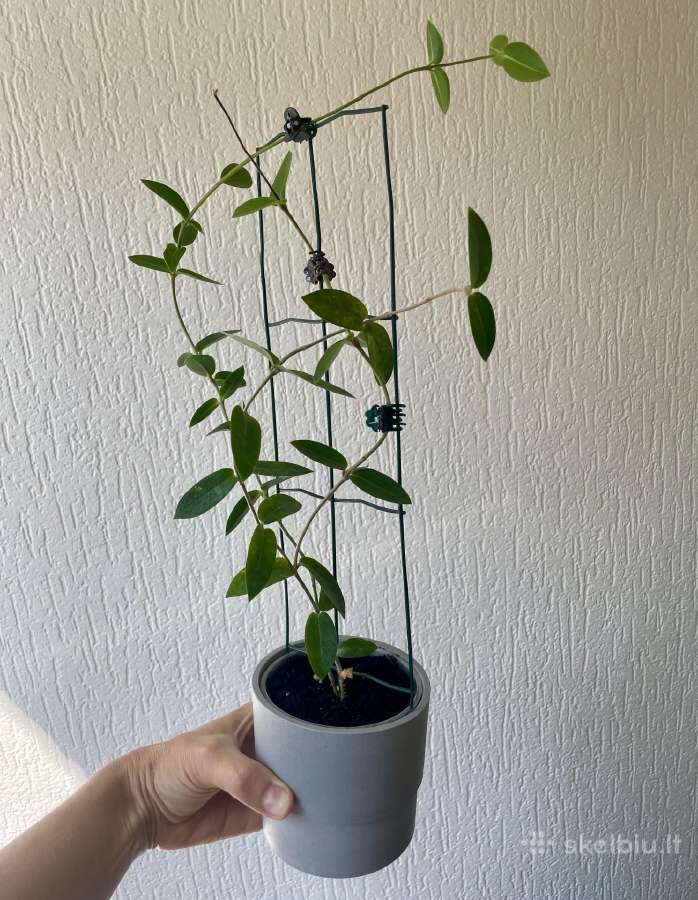 Hoya cumingiana - vaškuolė - nuotraukos Nr. 2