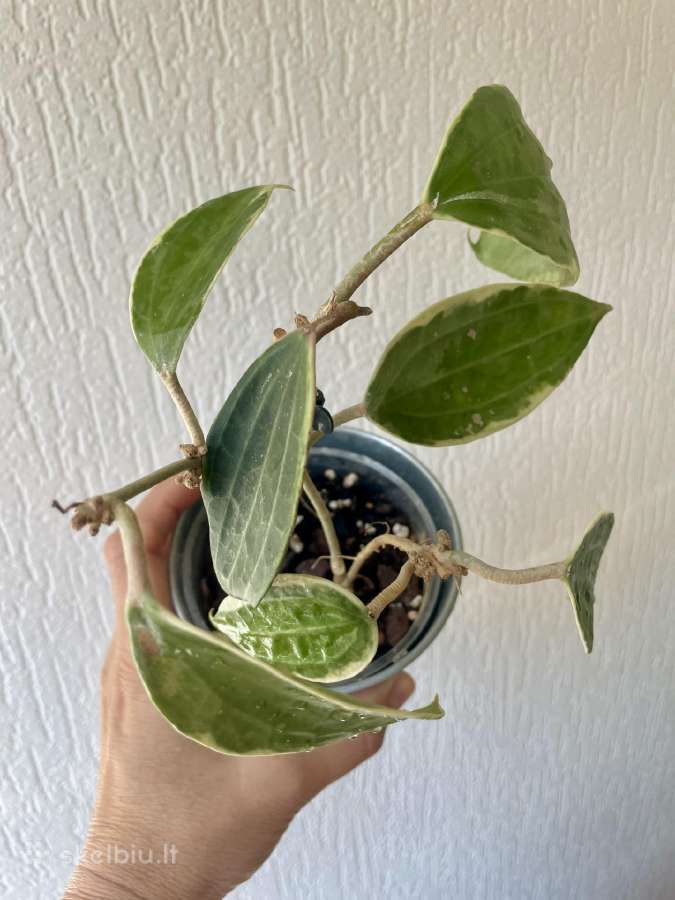 Hoya Macrophylla - vaškuolė - nuotraukos Nr. 2