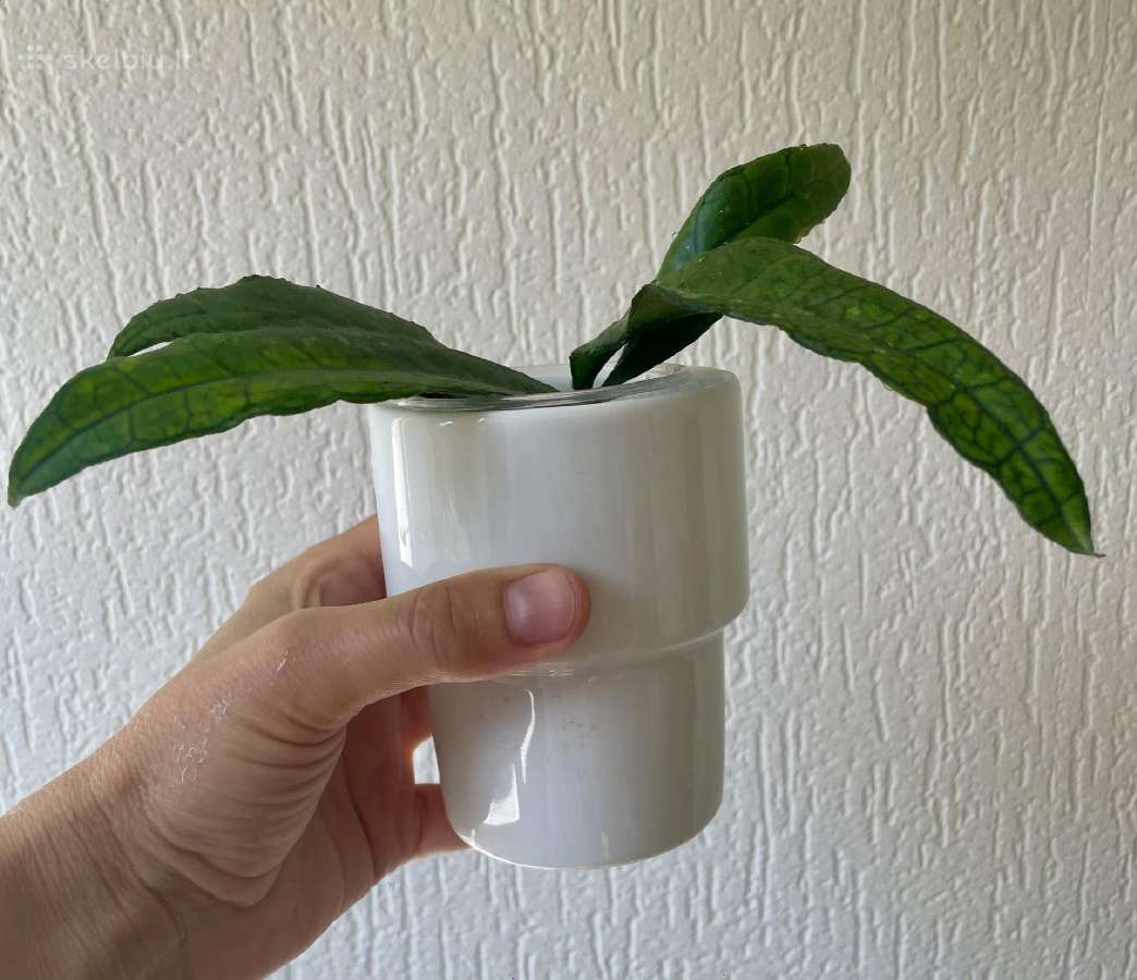 Hoya finlaysonii - vaškuolė - nuotraukos Nr. 2