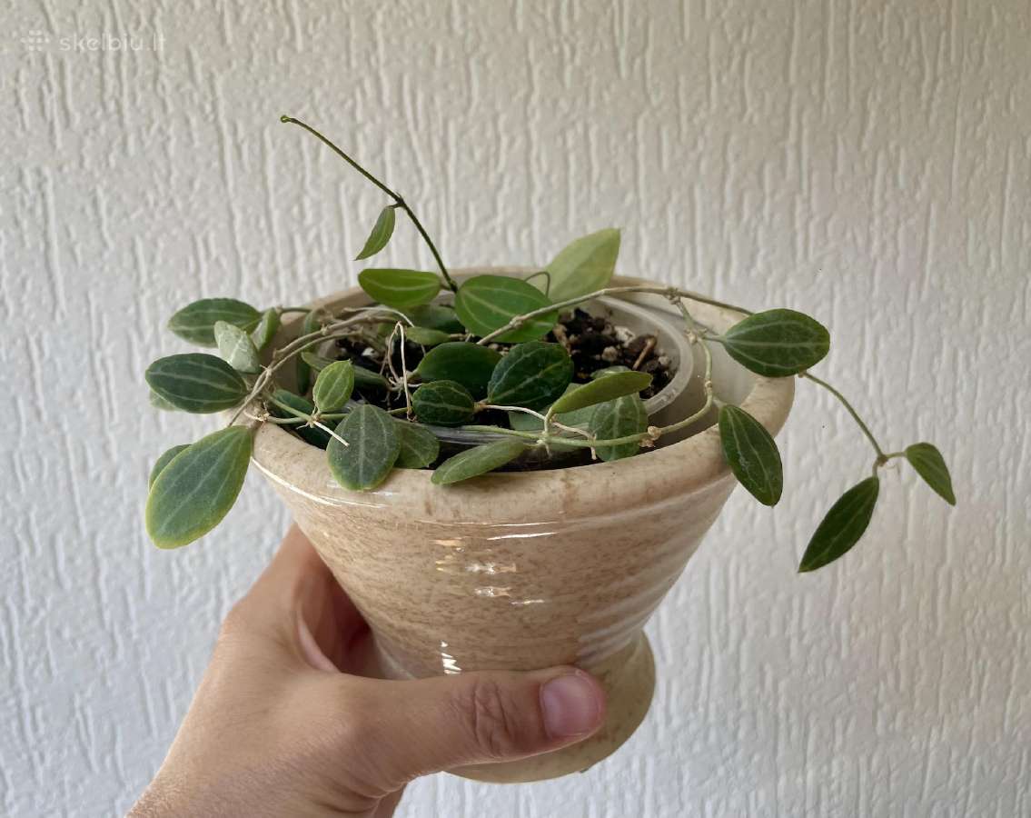 Dischidia ovata Watermelon - nuotraukos Nr. 2