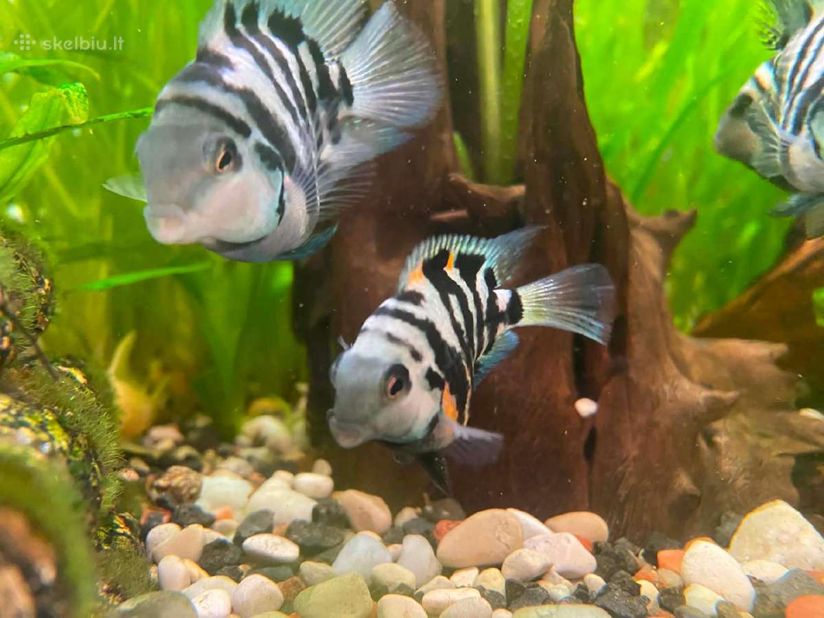 Parduodu akvariumines žuvytes papūgas - nuotraukos Nr. 2