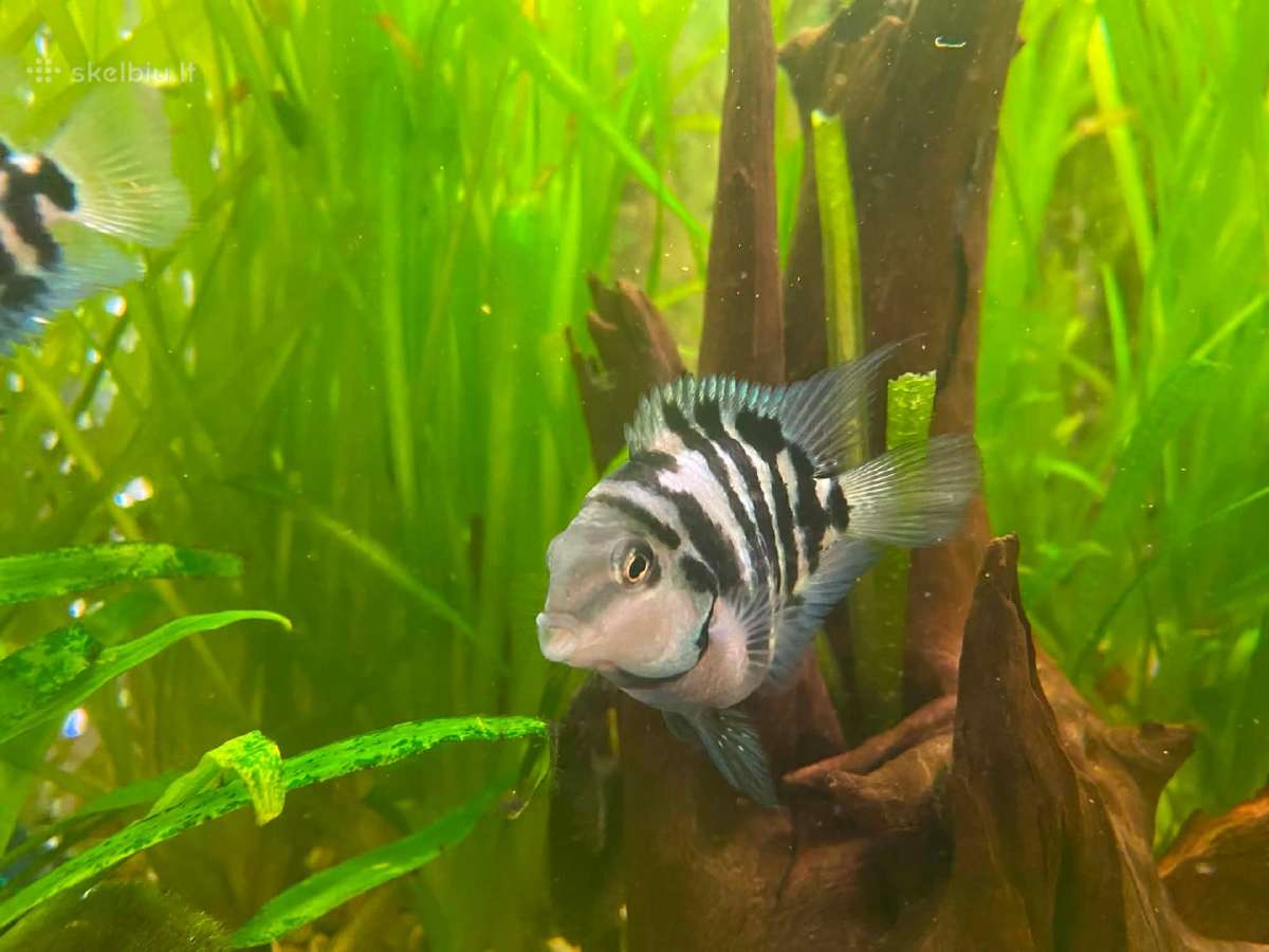 Parduodu akvariumines žuvytes papūgas - nuotraukos Nr. 3
