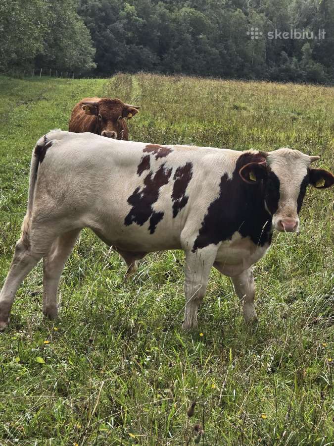 Parduodami veršeliai - nuotraukos Nr. 2
