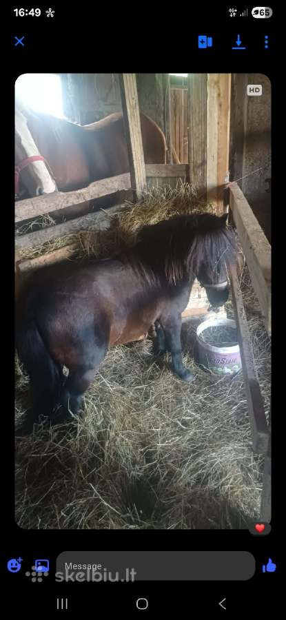 Parduodu poni erziliuka - nuotraukos Nr. 2