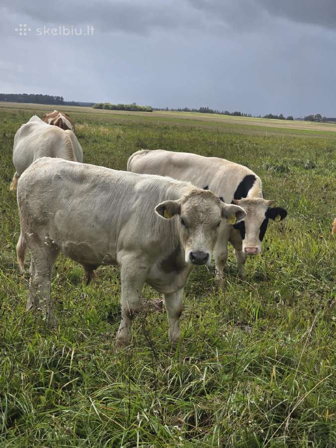 Parduodami veršeliai - nuotraukos Nr. 7