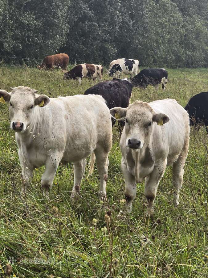 Parduodami veršeliai - nuotraukos Nr. 9
