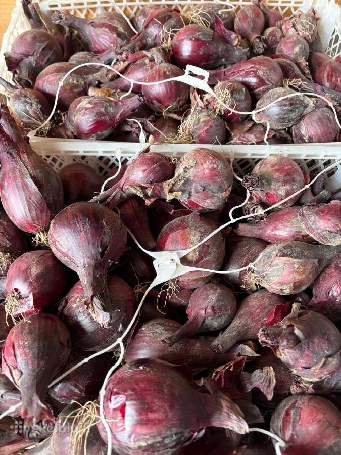 Parduodamas likutis – apie 90 kgkaina 1.80€/kg - nuotraukos Nr. 3