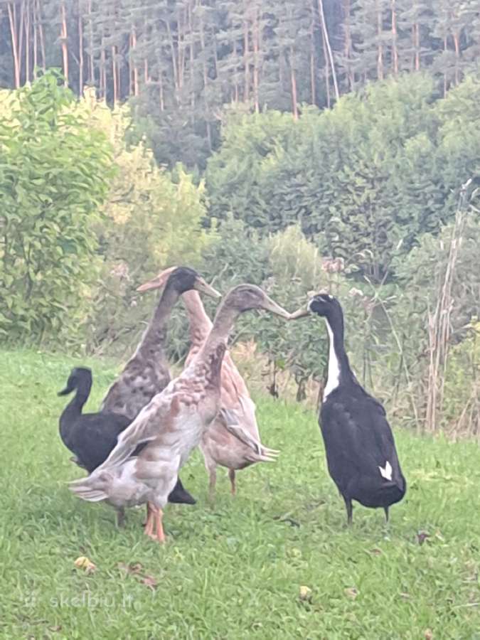 Vištos dedeklės - nuotraukos Nr. 5