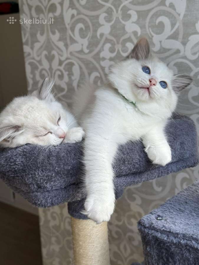 Ragdoll kačiukai (Skudurinukės) - nuotraukos Nr. 2