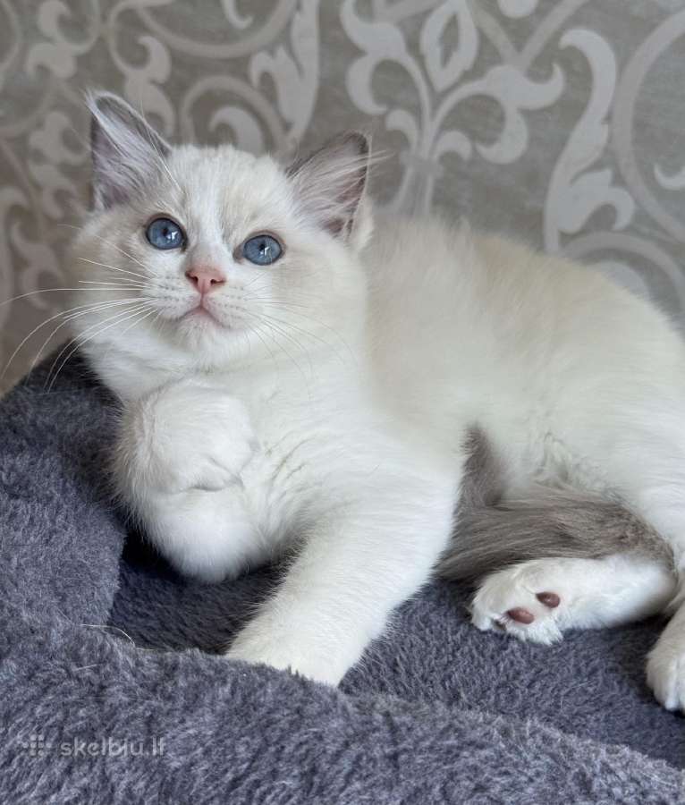 Ragdoll kačiukai (Skudurinukės) - nuotraukos Nr. 3