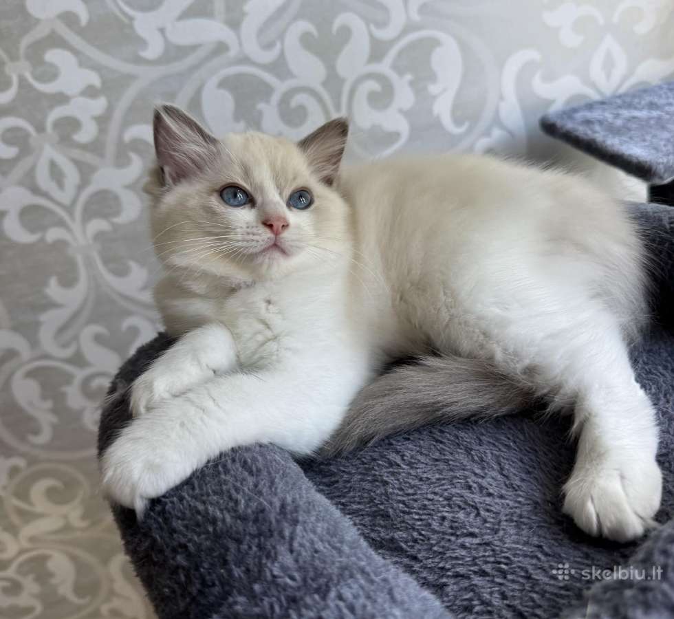Ragdoll kačiukai (Skudurinukės) - nuotraukos Nr. 4