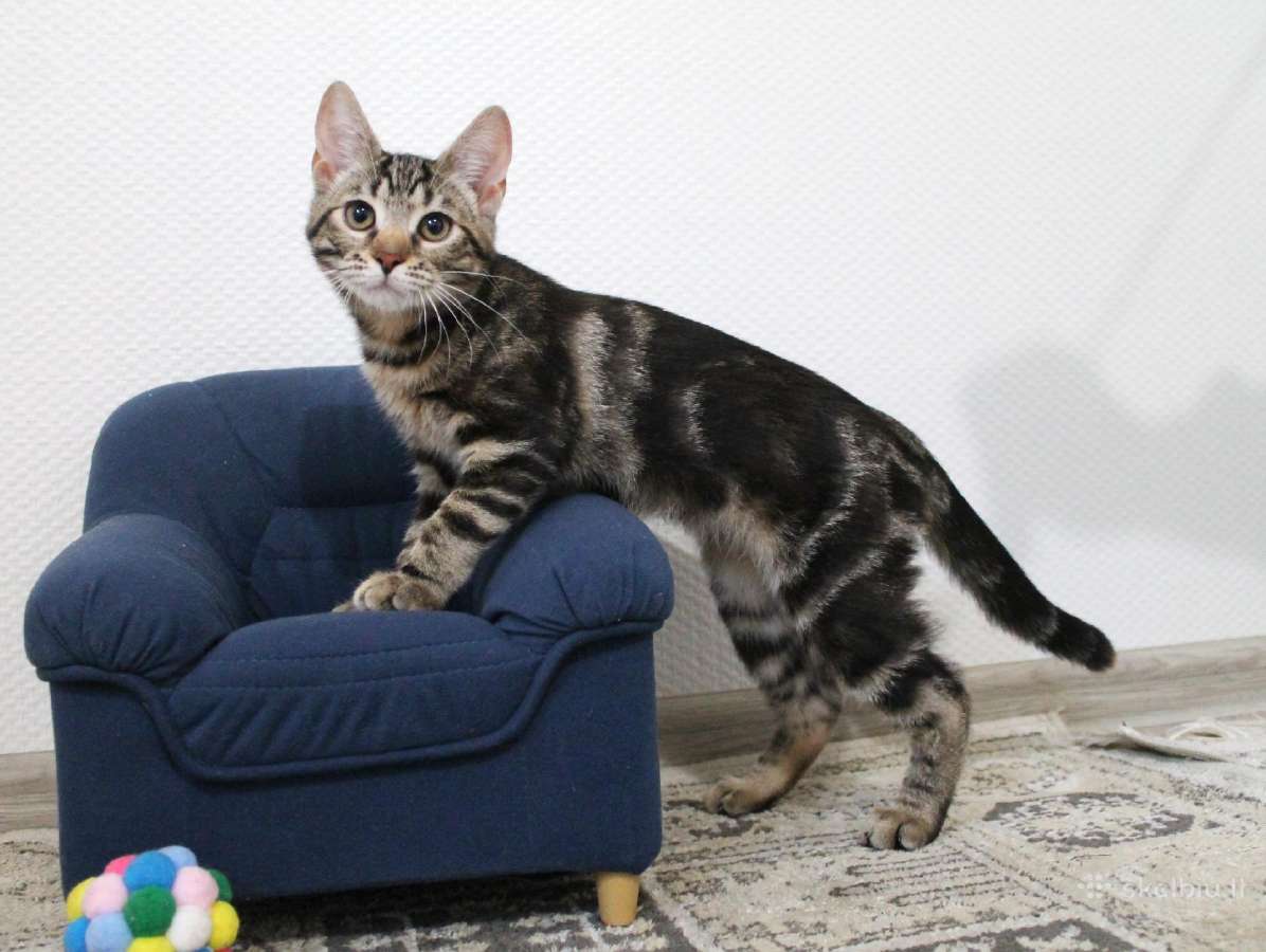 Dovanojama miela, maža katytė Tigra - nuotraukos Nr. 2