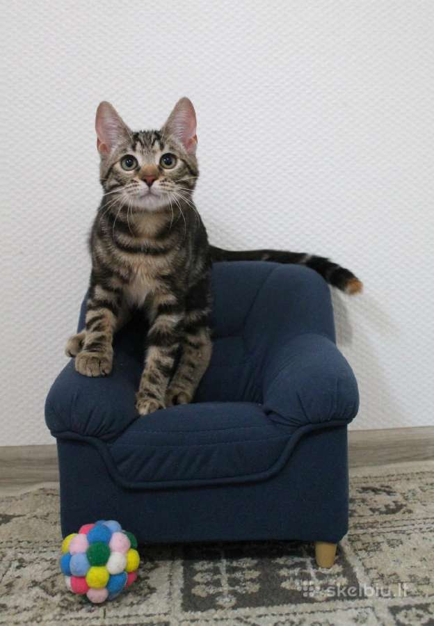 Dovanojama miela, maža katytė Tigra - nuotraukos Nr. 5