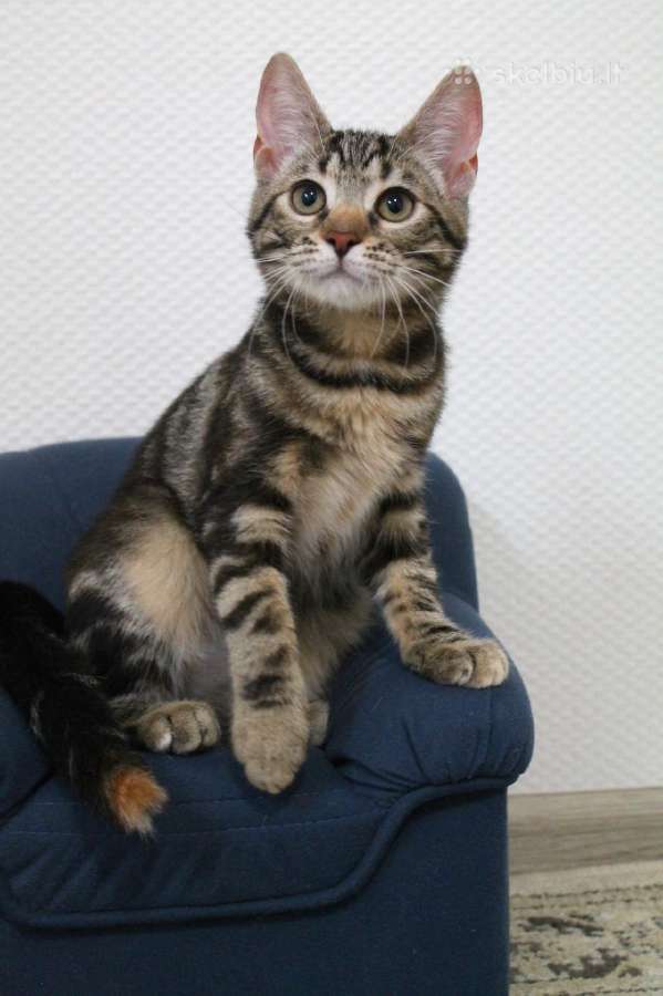 Dovanojama miela, maža katytė Tigra - nuotraukos Nr. 6