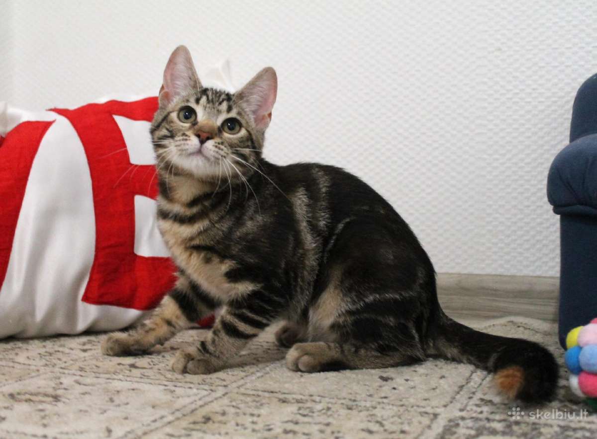 Dovanojama miela, maža katytė Tigra - nuotraukos Nr. 7