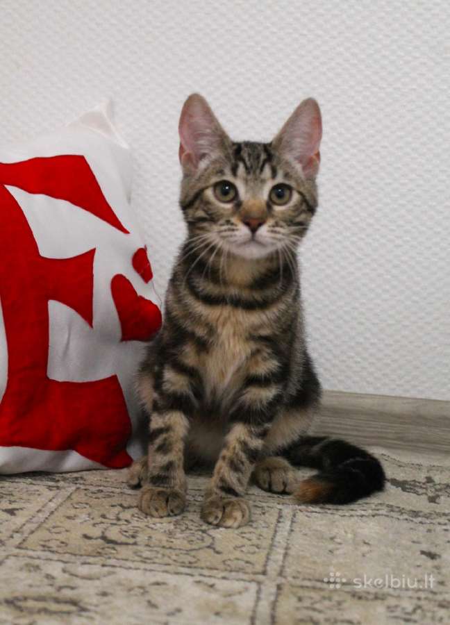 Dovanojama miela, maža katytė Tigra - nuotraukos Nr. 8