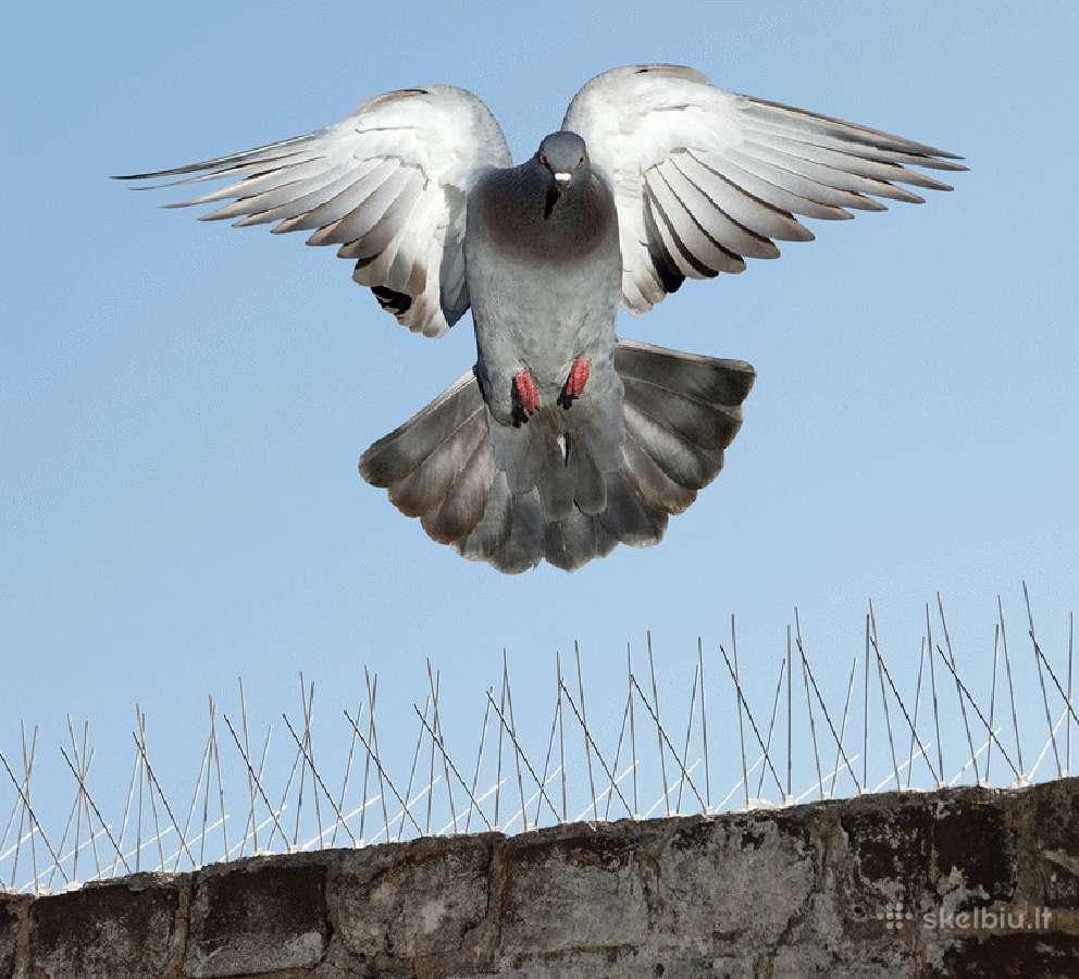 Spygliai, apsaug nuo paukščių balandžių, kregždžių