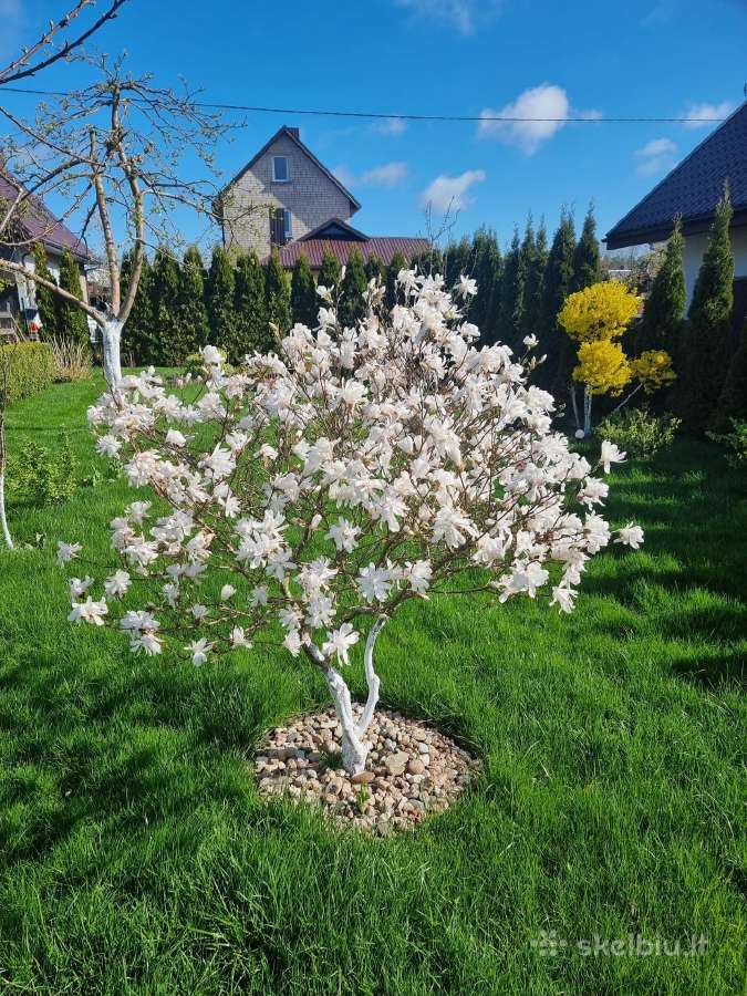 6a sklypas su namu Šernuose - nuotraukos Nr. 7