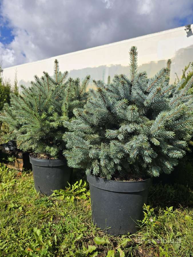 Juodosios ir kalninės pušelės vazonėliuose - nuotraukos Nr. 13