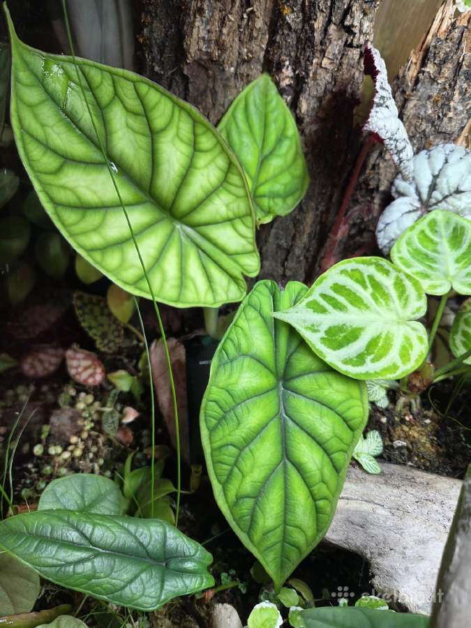 Rankų darbo terariumas/paludariumas/plantariumas - nuotraukos Nr. 3