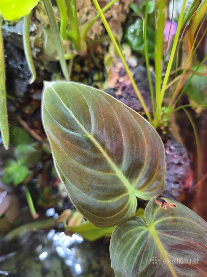 Rankų darbo terariumas/paludariumas/plantariumas - nuotraukos Nr. 4