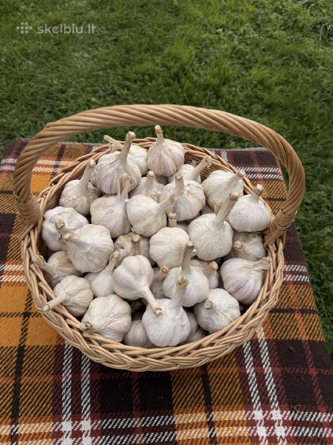 Naminiai česnakai - nuotraukos Nr. 2