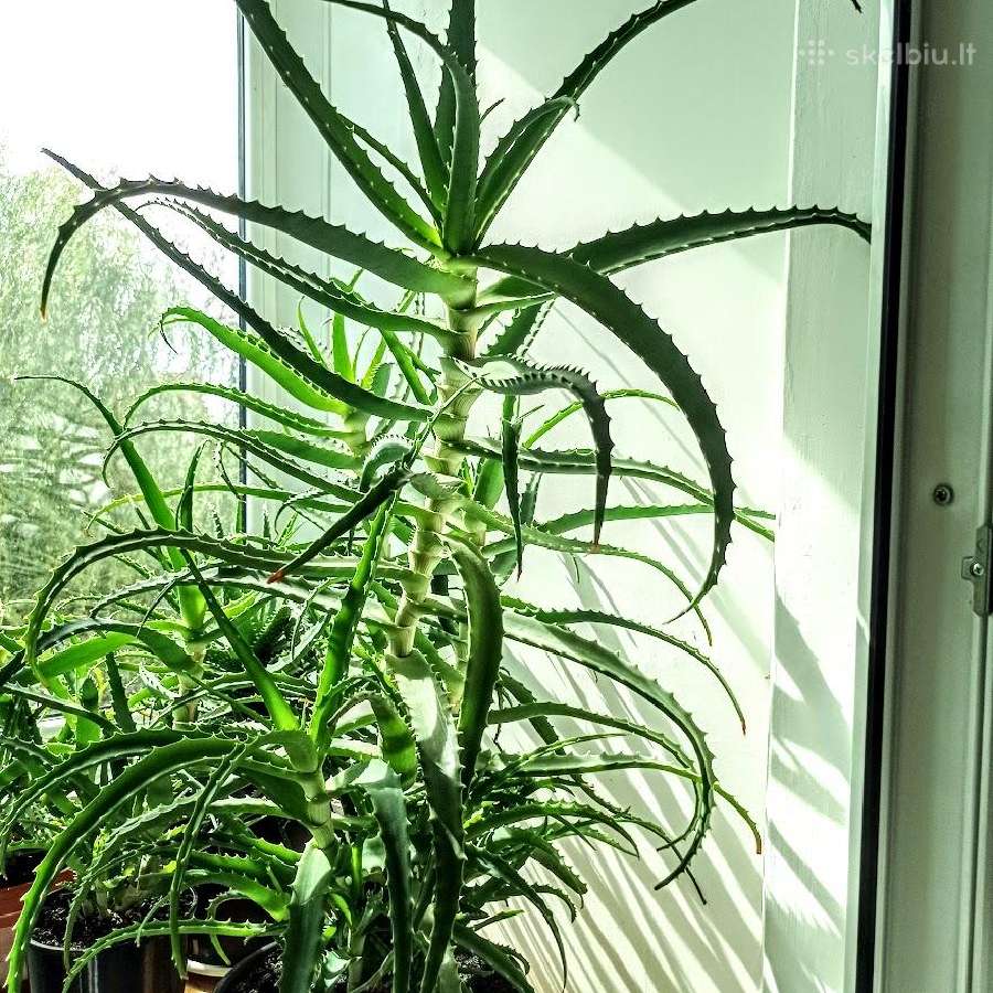 Kambarinė gėlė alijošius (Aloe vera) - nuotraukos Nr. 2