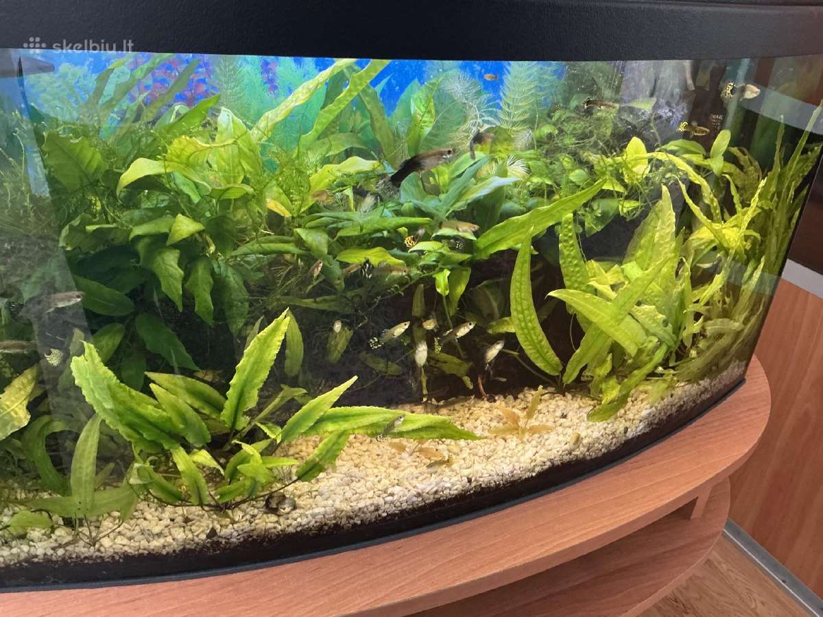 Pilnai veikiantis 110 ltr. akvariumo komplektas - nuotraukos Nr. 2