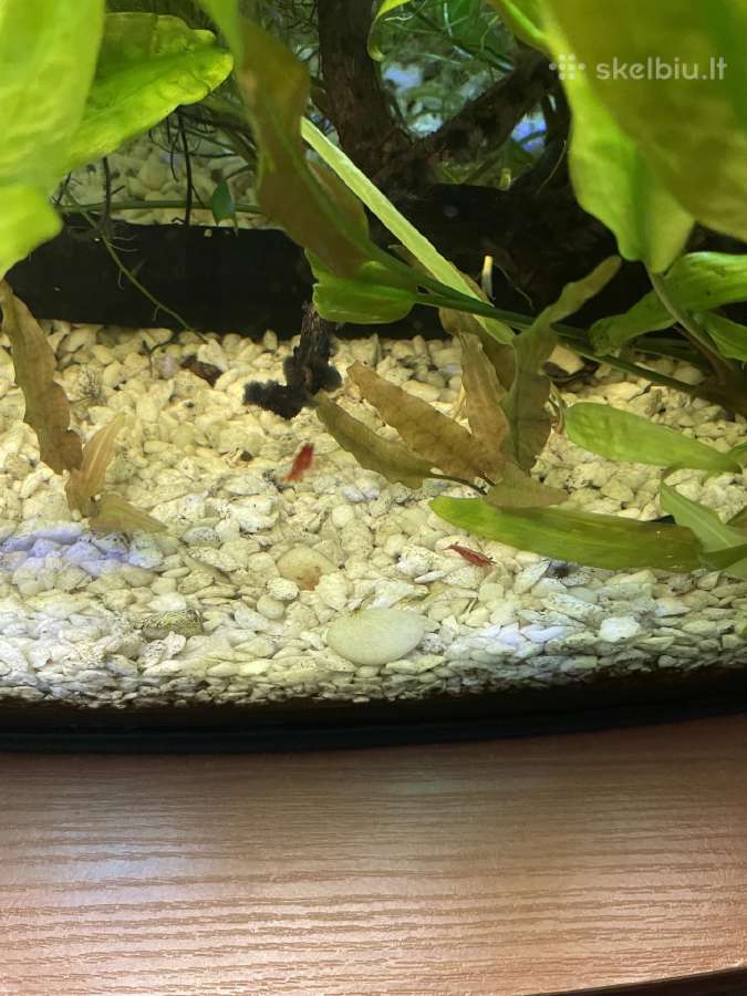 Pilnai veikiantis 110 ltr. akvariumo komplektas - nuotraukos Nr. 4
