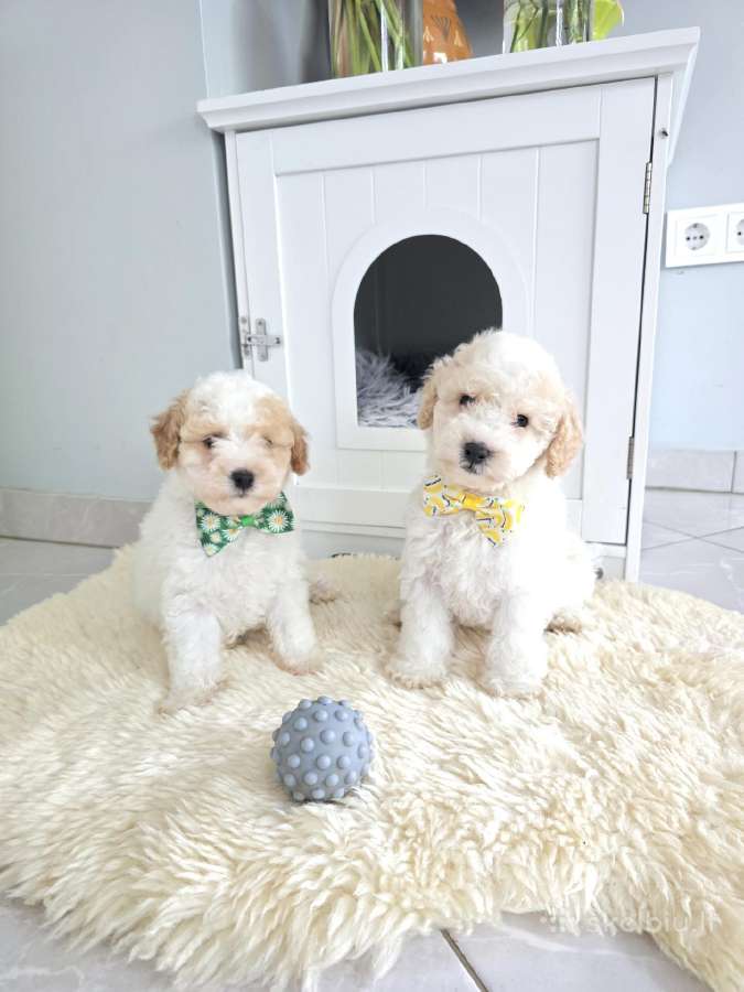 Safyras ir Perlas - nuotraukos Nr. 3