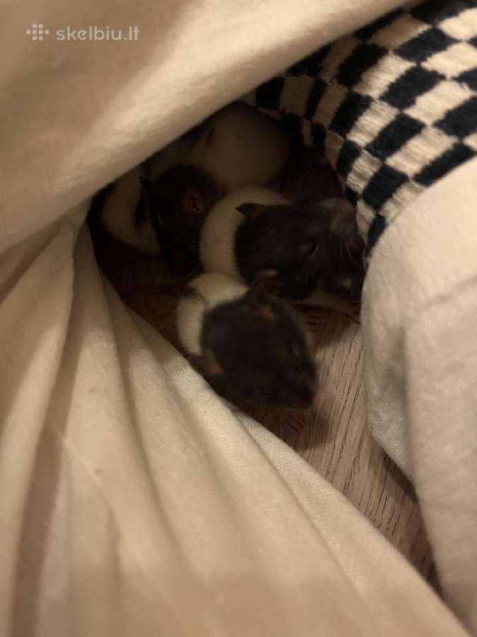 Parduodu dekoratyvinės žiurkės ir degu - nuotraukos Nr. 3