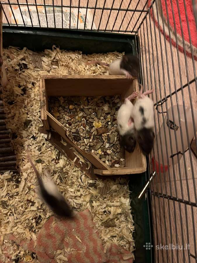 Parduodu dekoratyvinės žiurkės ir degu - nuotraukos Nr. 4