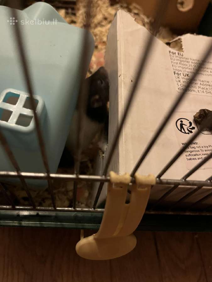 Parduodu dekoratyvinės žiurkės ir degu - nuotraukos Nr. 5