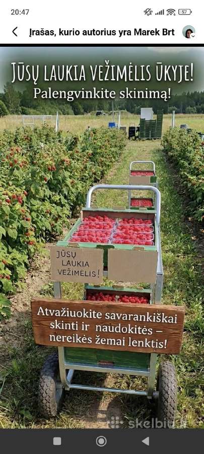 Avietės skintis patiems - nuotraukos Nr. 3