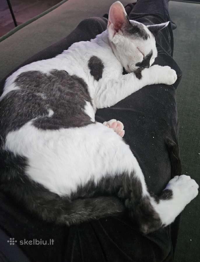Devon rex - nuotraukos Nr. 2
