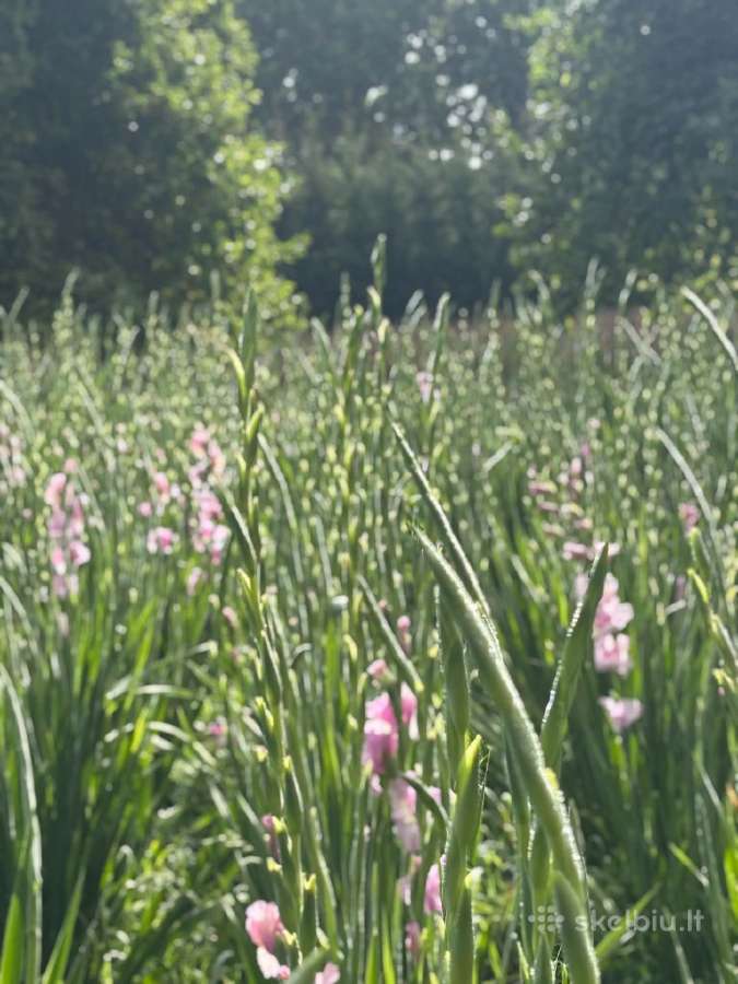 Lietuviški tulpių svogūnėliai - nuotraukos Nr. 21