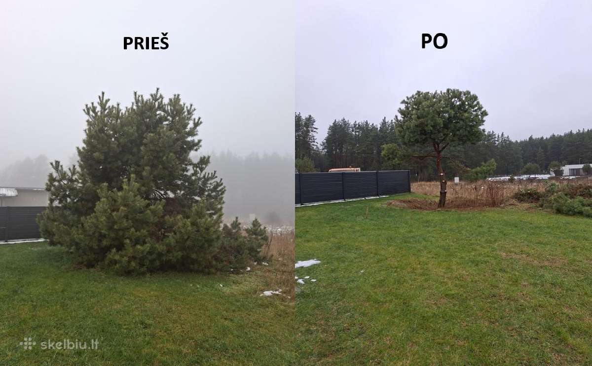 Pjovimas, genėjimas, formavimas, tvarkymas - nuotraukos Nr. 13