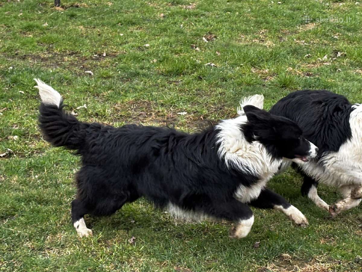 Borderkoli berniukai - nuotraukos Nr. 8