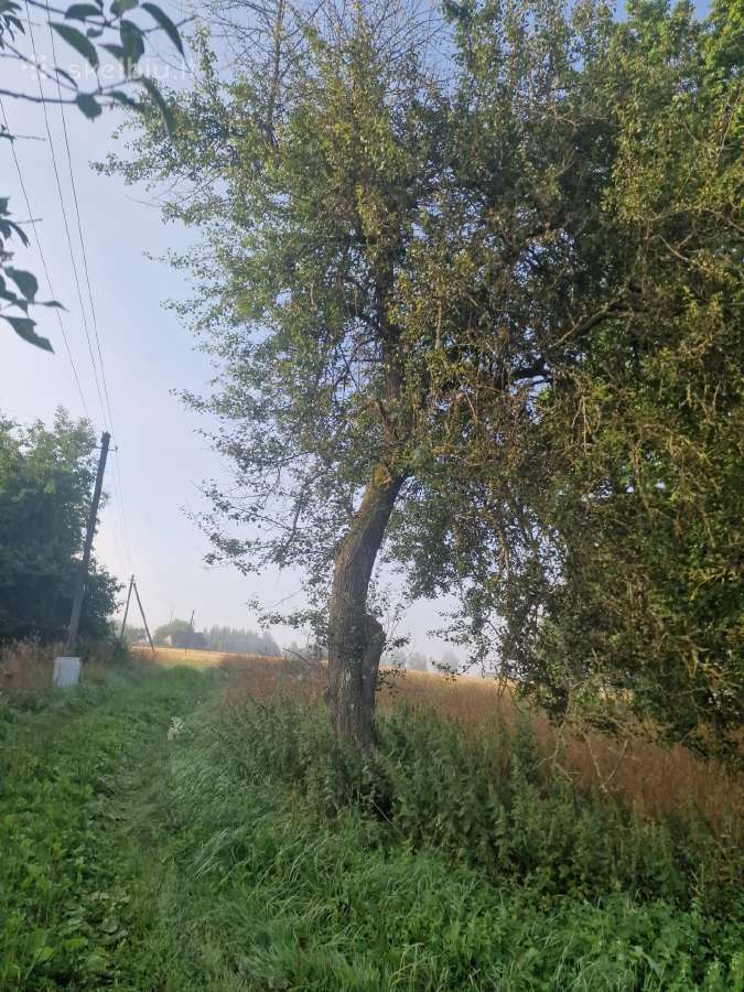Dovanuoju mediena kurenimui - nuotraukos Nr. 6