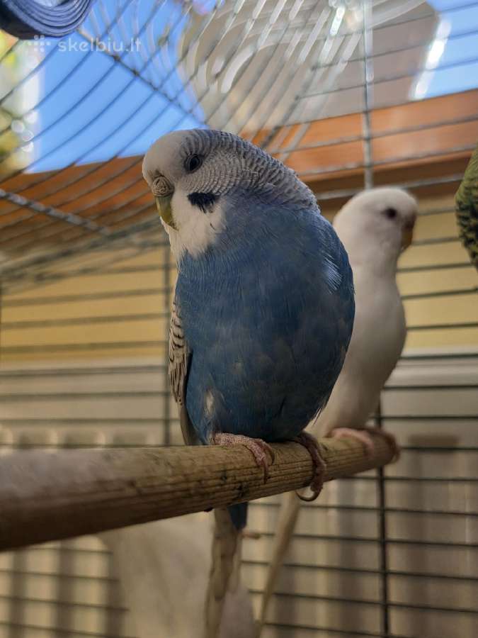 Banguotosios papūgėlės - nuotraukos Nr. 9