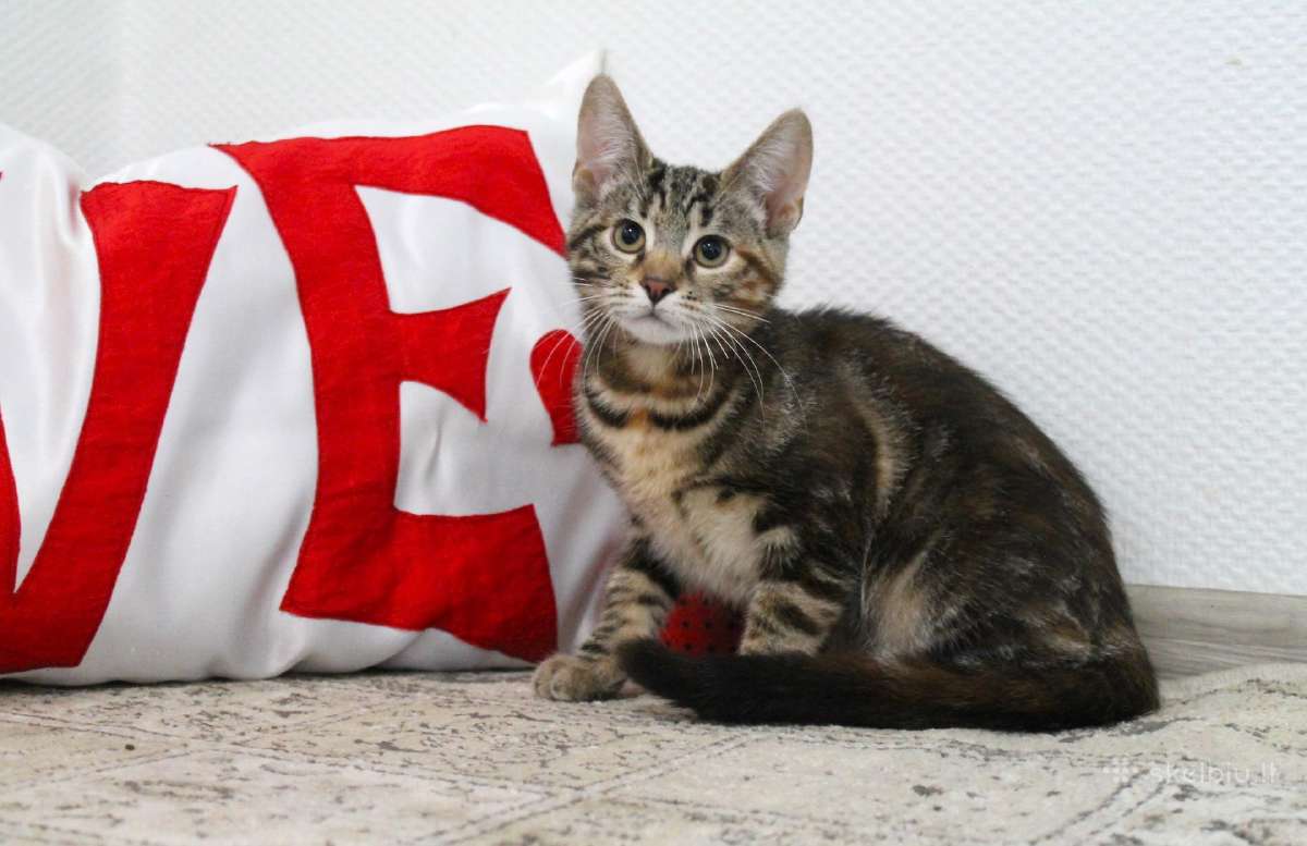 Miela, maža katytė Tera ieško namų - nuotraukos Nr. 7