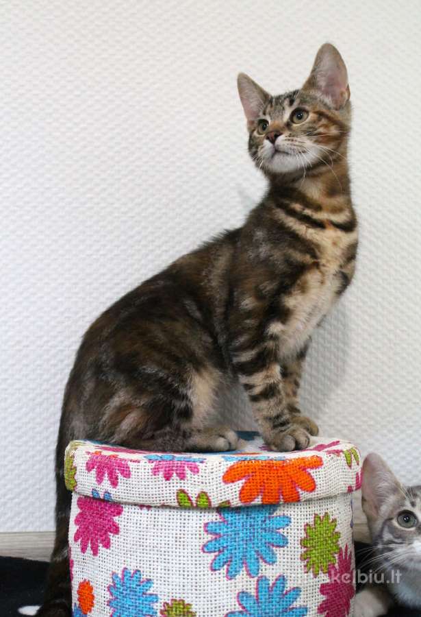 Miela, maža katytė Tera ieško namų - nuotraukos Nr. 8