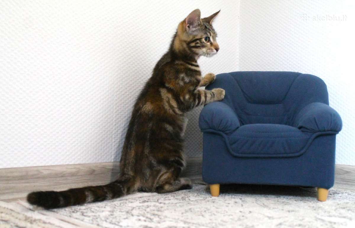 Miela, maža katytė Tera ieško namų - nuotraukos Nr. 9