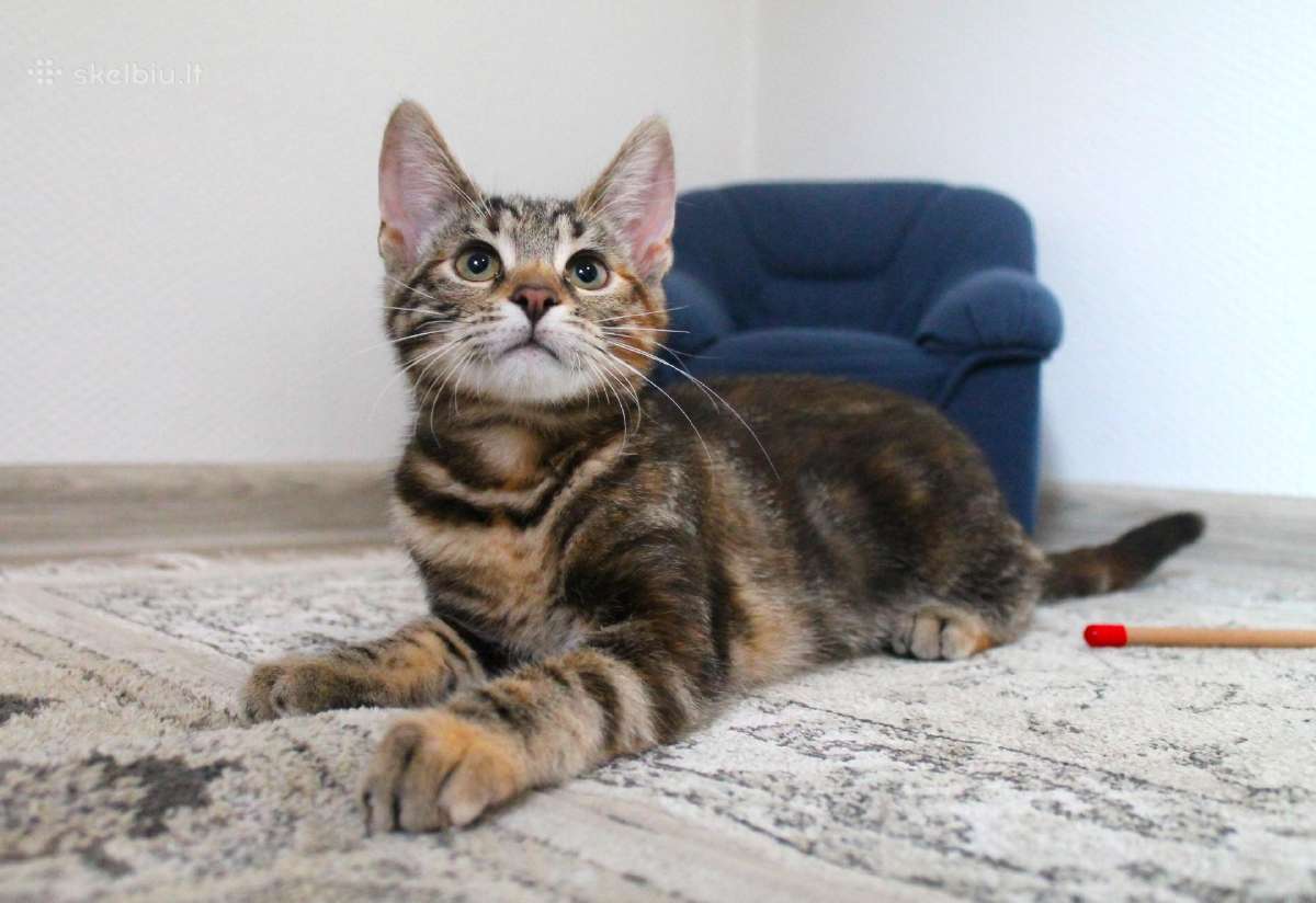 Miela, maža katytė Tera ieško namų - nuotraukos Nr. 10