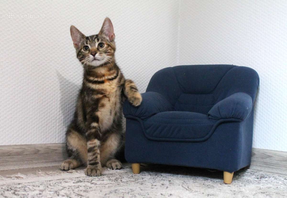 Miela, maža katytė Tera ieško namų - nuotraukos Nr. 4